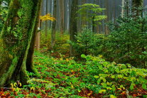 Blick in den Wald mit Moos bewachsenen Laubbaum und jungen Nadelbäumen im HIntergrund