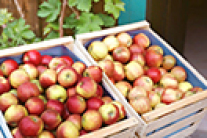 Zwei Kisten mit Äpfeln aus der Region (Hofladen)