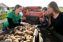 Drei Frauen begutachten Kartoffeln auf einem Förderband (Foto: StMELF/Angelika Warmuth)