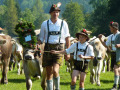 Festlich geschmückte Rinder werden nach dem Alpsommer von ihren Hirten und Besitzern zurück ins Tal gebracht.