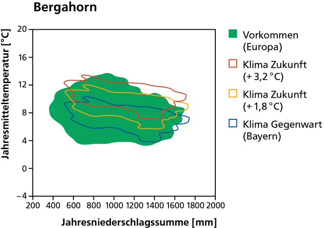 Vorkommen des Bergahorns heute als dunkelgrüne Fläche und mit dem Klima von heute und in der Zukunft bei wahlweise 1,8 und 3,2 Grad Erwärmung schematisch dargestellt.
