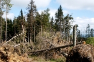 Umgeworfene Bäume nach einem schweren Sturm