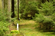 Grenze zwischen zwei Waldgrundstücken markiert durch Leitpfosten aus dem Straßenverkehr