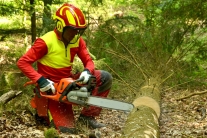 Waldarbeiter zerteilt eine gefällte Fichte (Foto: Jan Böhm)