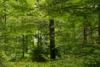 Mischwald aus kleinen und großen Bäumen verschiedener Baumarten (© Jan Böhm)