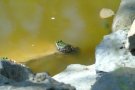 Frosch im Wasser - Teichanlage 