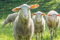Mehrere Schafe auf einer Wiese