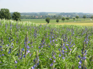 Feld mit blauen Lupinien
