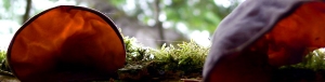 Pilze - LWG-Symbolbild zu Biodiversität im Wald