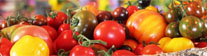 Bild mit vielen verschiedenen Tomatensorten