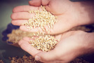 Pflanzentechnologe - offene Hände mit Getreide