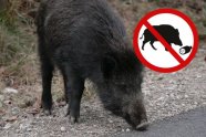 Warnschild - Wildschwein schnüffelt an einer Straße (Foto: C. Josten, LWF)