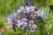 Eine Honigbiene sitzt auf einer lila blühenden Phacelia/Bienenweide.