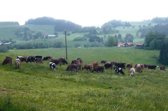 Kühe auf der Weide (Foto: KpK)