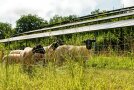 Schafe auf einer Wiese, Photovoltaik-Freiflächenanlage im Hintergrund