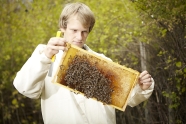 Imker begutachtet eine Bienenwabe