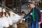 Junge lässt eine Kuh im Stall an seiner Hand schnuppern (Foto: Warmuth/StMELF)