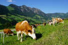 Braun-weiß-gefleckte Kühe grasen auf einer Almwiese, im Hintergrund teils felsige Berge
