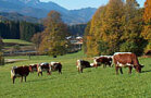 Pinzgauer-Kühe auf Weide im Voralpenland
