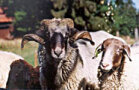 Schaf und Schafbock mit geschwungenen Hörnern