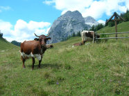 Pinzgauer Rind auf einer Alm