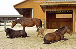 Pferde stehen und liegend vor einem Stall
