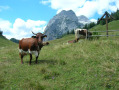 Pinzgauer Rinder auf einer Alm in der Traunsteiner Region