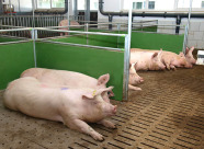 Erstellt werden die Bayernhybriden aus einer systematischen Kreuzung aus Landrasse und Edelschwein.