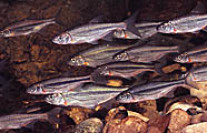 Schwarm von Fischen (Foto: Ulrich Pulg)