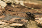 Borkenkäfer auf Holz (Foto: Gucio_55/fotolia.com)