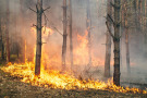 Waldbrand und Rauchentwicklung in einem Nadelholzbestand (Foto: gilitukha/fotolia.com).