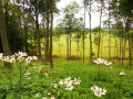 Lockerer Laubwald mit Blick auf das Feld und weißen Blumen am Boden
