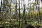 Auwald aus Laubbäumen mit üppigem Bodenbewuchs