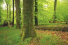 Hainsimsen-Buchenwald mit liegendem Totholz (© Boris Mittermeier)