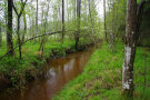 Bachlauf in einem Auwald aus Birken