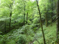 Laubwald mit üppigem Bodenbewuchs am Hang