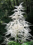 Wald-Geisbart, eine Pflanze mit vielen federartigen weißen Blütenstände