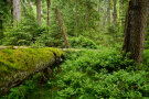 Mischwald mit üppigem Bodenbewuchs und liegenden Totholzstämmen