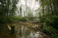 Fluss fließt durch einen Auwald im Nebel, im Wasser liegt viel Totholz (© Robert Pehlke)