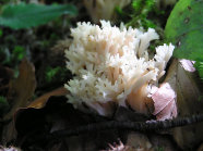 Pilz: Kammförmige Koralle (Foto:K. Amereller, LWF)