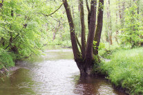 Fluß fließt durch Auwald