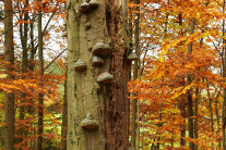 Stehendes Totholz im Herbstwald (© Norbert Wimmer)