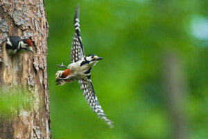 Ein Buntspecht im Flug und ein zweiter guckt aus Baumloch (© Norbert Wimmer)