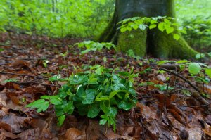 Buchenkeimlinge vor einer alten Buche