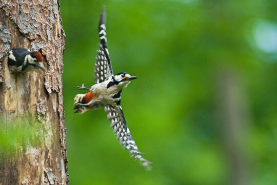 Ein Buntspecht im Flug und ein zweiter guckt aus Baumloch (© Norbert Wimmer)