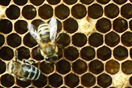 Nahaufnahme: Zwei Bienen auf einer Bienenwabe (Foto: Josef Stangl)