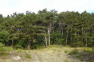 Schwarzkiefer-Wald auf kalkigem Boden