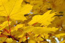 Spitzahorn Blätter mit Herbstfärbung 