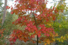 Junge Roteiche im Herbst mit rötlichen Blättern