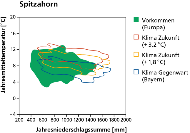 Vorkommen des Spitzahorns heute als dunkelgrüne Fläche, und mit dem Klima von heute und in der Zukunft bei wahlweise 1,8 und 3,2 Grad Erwärmung schematisch dargestellt.